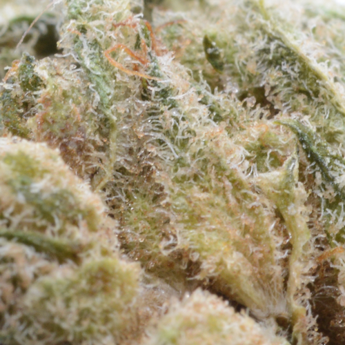 macro-gelato-cbd