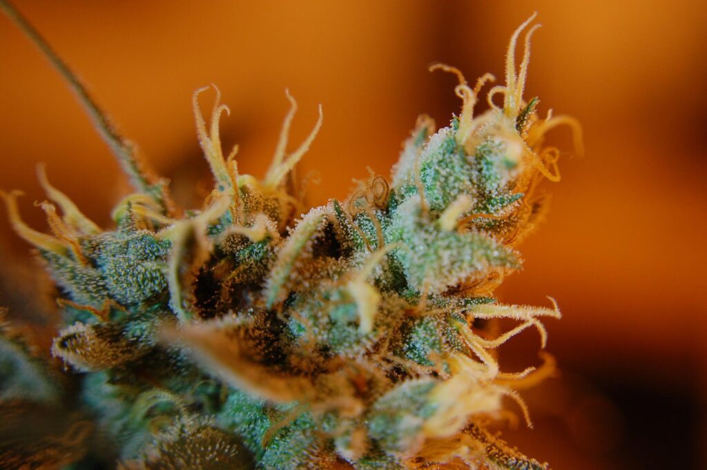 pistil-trichome