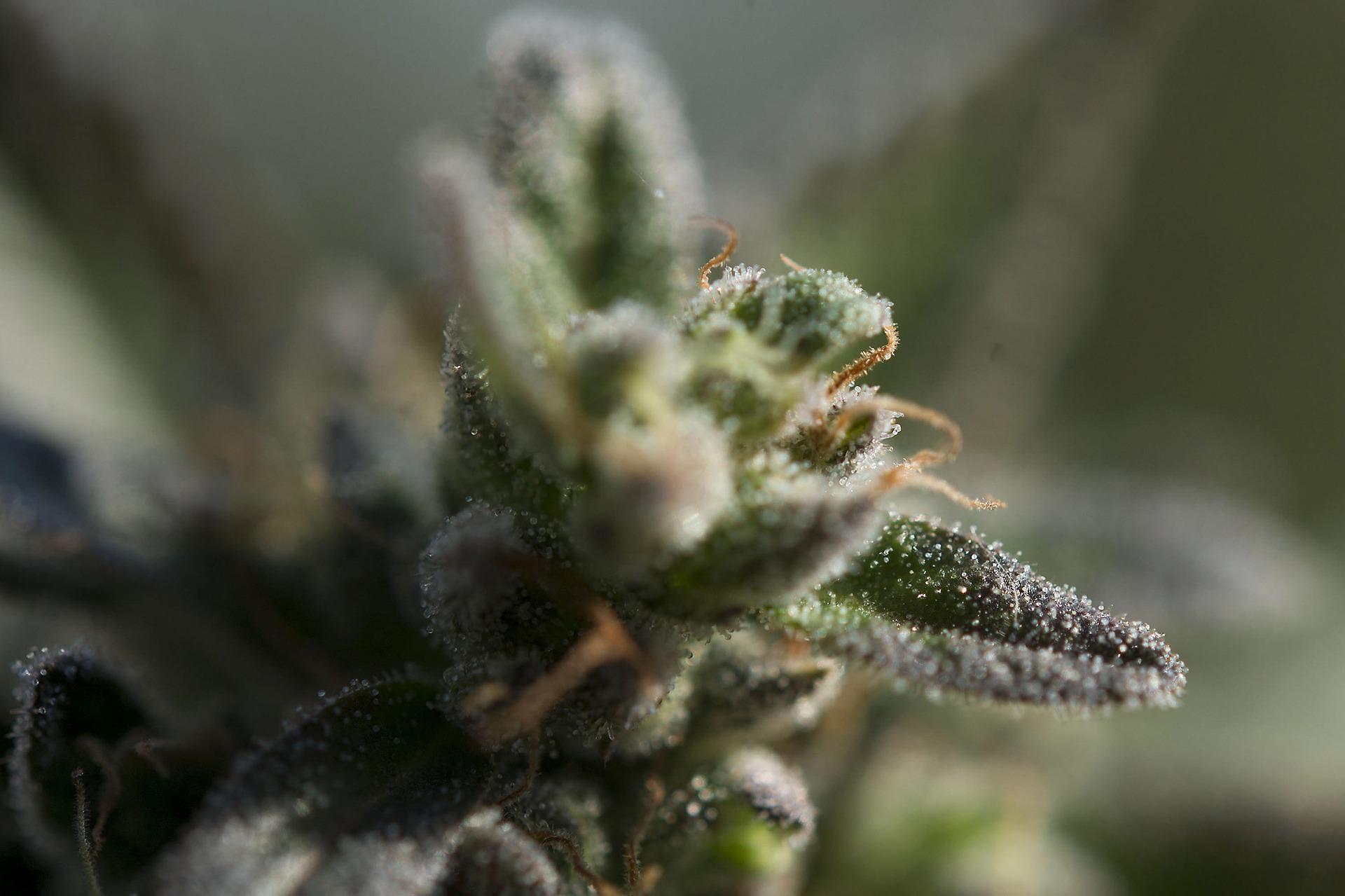 trichome-cannabis