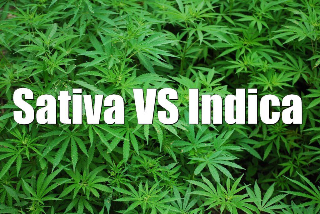 sativa-vs-indica